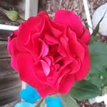 Peggy Hunter - @peghunter2002 - Instagram