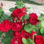Peg Lane Maunula - @marmeepeg - Instagram
