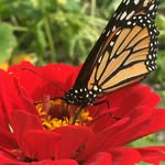 Peg Moore Williams - @quiltmore - Instagram