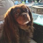 peg morgan - @heathcavalier - Instagram