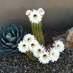 Peggy Bender Niles - @peggybenderniles - Instagram