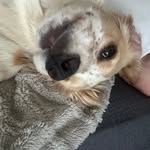 Ivy - @pegro_the__mental_dog - Instagram