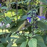 Peggy Russell - @peg0108 - Instagram