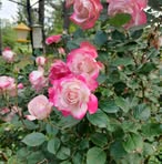 Peggy Stevens - Facebook