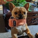 Lee Peg Taylor - @barnyardbullys - Instagram
