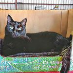 Peg Taylor - @purry.furry - Instagram