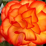 Peg Wheeler - @pegwheeler2020 - Instagram