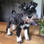 Peggy - @peggy_and_ralphschnauzer - Instagram