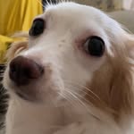 Peggy 🐶 - @peggy_e_argo_e_dafne - Instagram