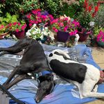 Peggy & Ash Greyhound - @peggy_ash_greyhound - Instagram