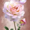 Peggy Ashford Brumfield - @peggy.ashford.bru - TikTok