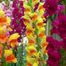 Peggy Barger - Facebook