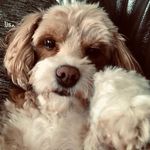 Peggy Barr - @peggybarr.woof - Instagram