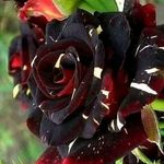 Peggy Bartl - @peggybartl - Instagram