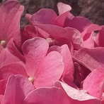 Peggy Bartz - Facebook