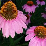 Peggy Batchelor Hamlett - @pegb.hamlett - Instagram