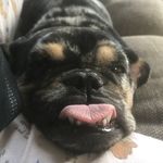 Peggy the Piggy 🐷 - @peggy.batten - Instagram