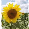peggycollinswertsbaugh - @peggycollinswertsbaugh - TikTok