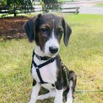 Peggy Bean - @peggybean_podengo_beagle - Instagram