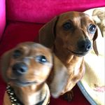 Peggy Beans & Mabel - @misspeggybeansandmabel - Instagram