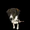 PeggyBean - @peggybeanpodengobeagle - TikTok