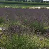 Peggy Bloomer - @peggy.bloomer - TikTok