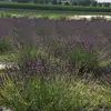 Peggy Bloomer - @peggy.bloomer - TikTok
