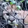 Peggy Bolinger - @peggy.bolinger - TikTok
