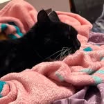 Peggy boo - @peggyboo_thepeglegcat - Instagram