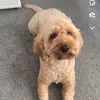 peggy boo - @peggyboothecockerpoo - TikTok