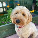 Peggy Boo Hogden - @peggyboothecockapoo - Instagram