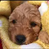 Peggy Boo Hogden - @peggyboothecockapoo - TikTok
