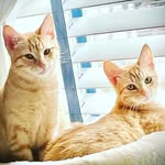 Peggy Booth - @cookieandkissey - Instagram