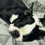 Peggy The Boston - @peggythebostonterrier17 - Instagram