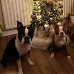 Reggie & Peggy 💙💜& their babies Dotty & Ronnie💜💙UK🇬🇧🇬🇧 - @reggie.peggy.bostonterriers - Instagram