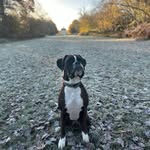 PEGGY 🐾 - @a_boxer_called_peggy - Instagram