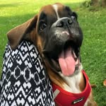 Peggy Boxer Puppy - @boxerbabypeggy - Instagram