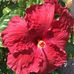Peggy Boyer - Facebook
