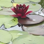 peggy boyer - @pingwi6 - Instagram