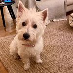 Peggy Boyle - @peggy_princess_westie - Instagram