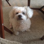 Peggy-Sue Boyle - @peggysuethebichon - Instagram