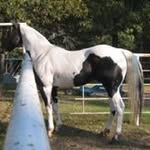 Peggy Saunders Burnham - @peggyburnham - Instagram