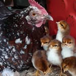 Peggy Thompson Busche - @peggybusche - Instagram