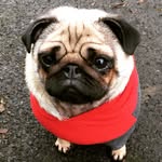❤️Peggy❤️ - @apugcalledpeggy - Instagram