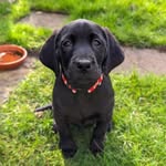 Peggy Labrador - @labcalledpeggy - Instagram