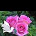 Peggy Chapman - Facebook