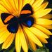 Peggy Coates - Facebook