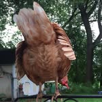 Maggie M Johns - @peggyconnell - Instagram