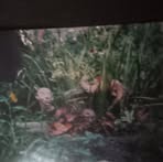 Peggy Corcoran - Facebook