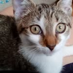 Peggy Ann Downs-Craddock - @my_misty_cat - Instagram